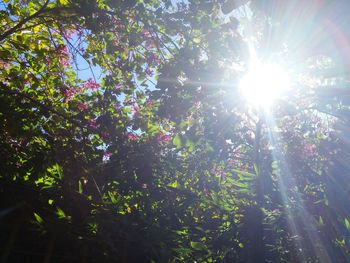 Sun shining through trees