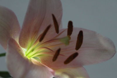 Close-up of flower