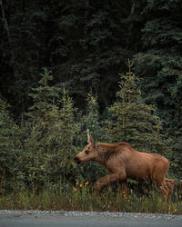 Young baby moose walks through lush green forest in denali