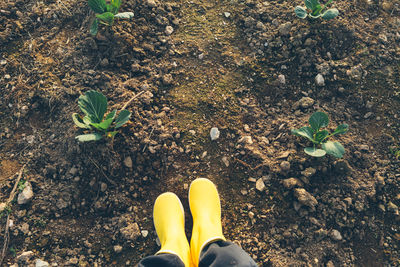 Low section of woman standing on ground