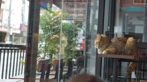 Cat relaxing on table in cafe