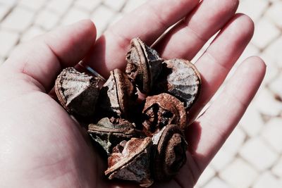 Close-up of hand holding leaf