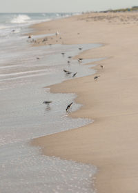View of birds on beach