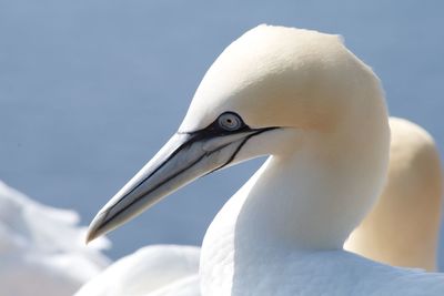 Close-up of a gannet bird against the sky