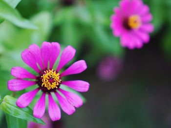 Close-up of pink flower