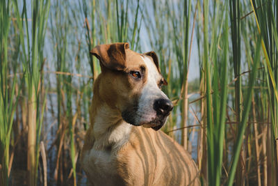 Staffordshire terrier dog sitting in the green marsh grasses outdoors