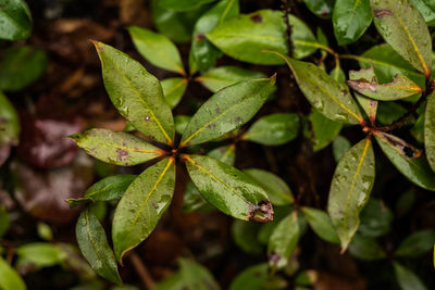 High angle view of plant leaves on field