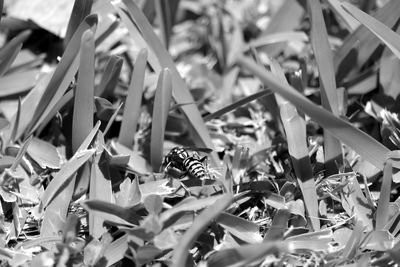 Surface level of insect on plant