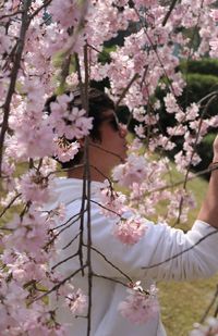 Low angle view of pink cherry blossoms on tree