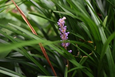 Close-up of purple flowers blooming in field