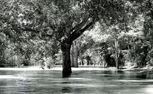 Trees by sea against sky