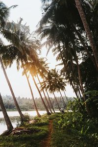 Palm trees on beach against sky