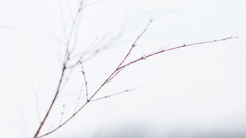 Close-up of plant growing in foggy weather