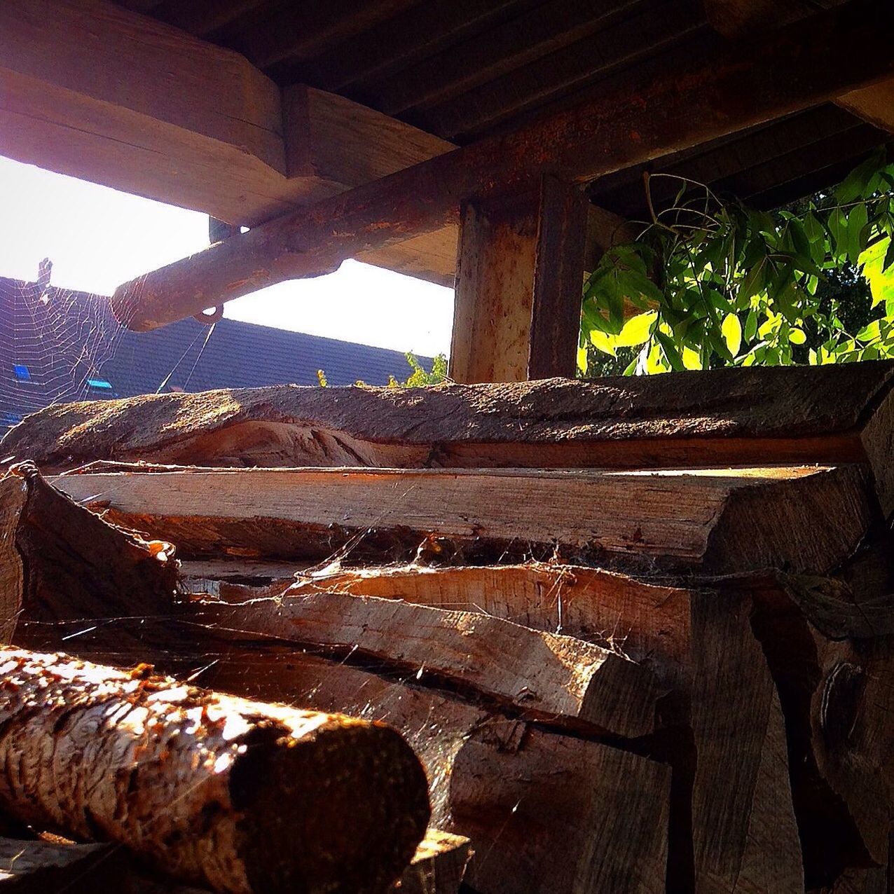 built structure, architecture, tree, building exterior, wood - material, sunlight, damaged, low angle view, house, abandoned, day, tree trunk, old, growth, no people, weathered, outdoors, run-down, nature, shadow