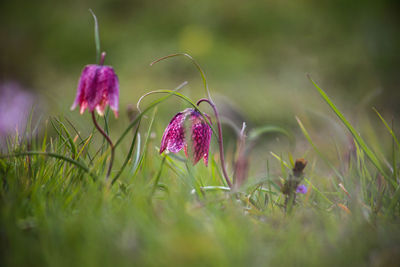 Close-up of purple crocus flowers on field