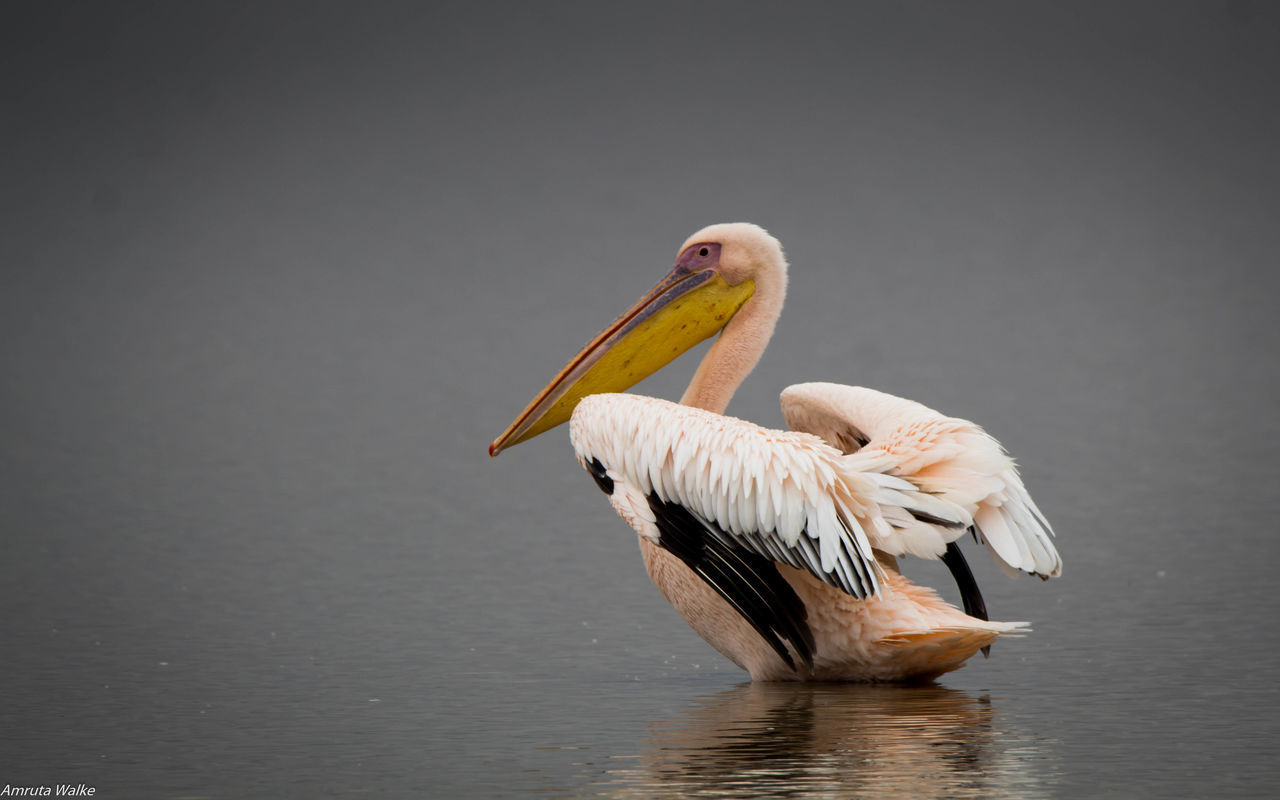 VIEW OF PELICAN IN LAKE