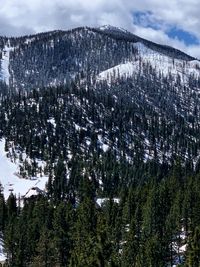 Pine trees on snowcapped mountains against sky