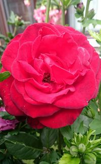 Close-up of pink rose