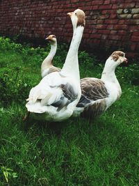 Close-up of pelican on field