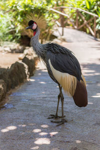 Bird perching on a land