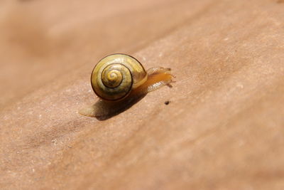 Close-up of snail