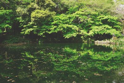 Scenic view of lake in forest