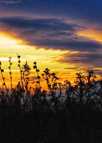 Silhouette plants on field against dramatic sky during sunset