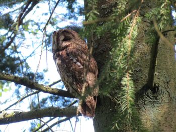 Low angle view of owl perching on tree