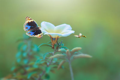 Close-up of butterfly pollinating on flower