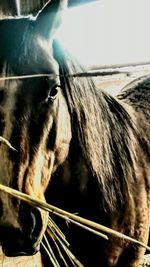 Close-up of horse against sky