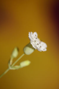 Close-up of insect on yellow flowering plant