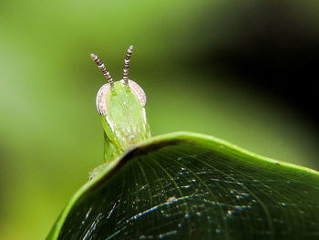 Macro shot of water drops on leaf