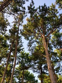 Low angle view of trees against sky