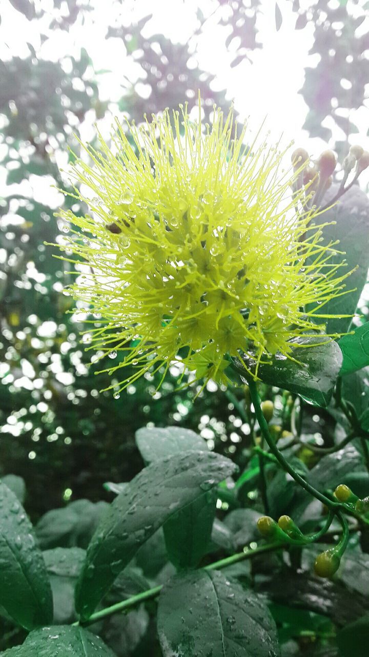 growth, leaf, freshness, plant, nature, green color, close-up, fragility, beauty in nature, flower, focus on foreground, day, growing, outdoors, no people, selective focus, tranquility, green, botany, blooming, stem, flower head, petal, natural pattern, leaves, in bloom, blossom