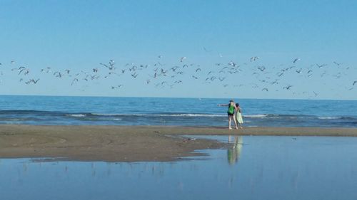 Birds flying over sea against clear blue sky