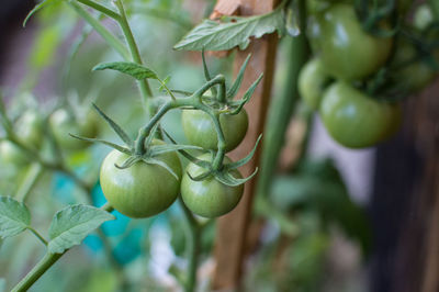 Close-up of tomatoes growing on plant