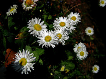 Close-up of white daisy flowers