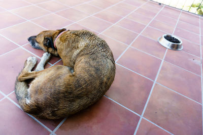 High angle view of dog sleeping on floor