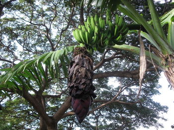 Low angle view of tree