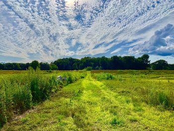 Scenic view of field against sky