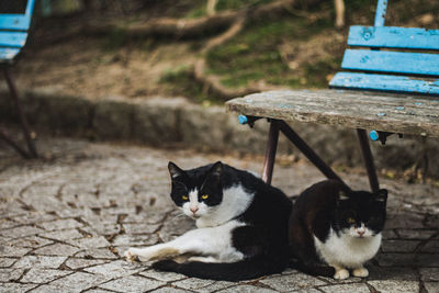 Cat sitting on a seat