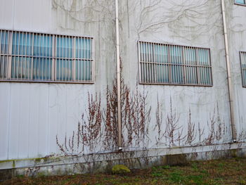 Ivy growing on abandoned building