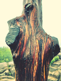 Close-up of tree trunk against clear sky