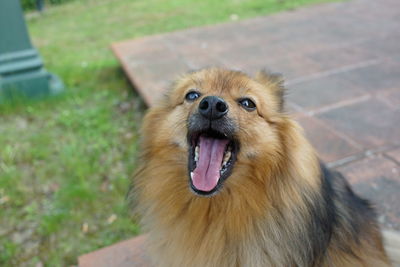 Portrait of dog on field