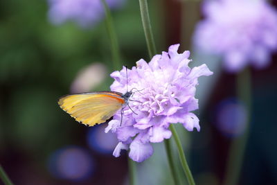 High angle view of butterfly pollinating on purple flower