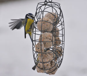 Close-up of bird perching on feeder