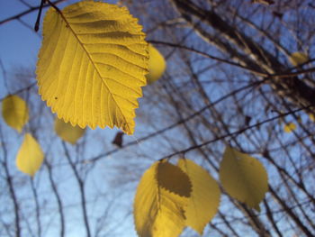 Close-up of yellow maple leaves against sky