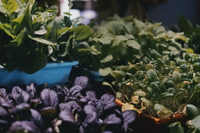 Close-up of purple flowering plants at market