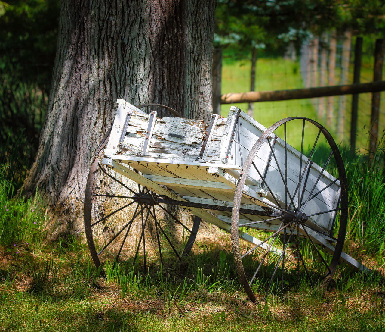plant, tree, nature, grass, no people, tree trunk, wood, trunk, land, day, vehicle, abandoned, cart, transportation, field, rural area, outdoors, growth, wheel, old, mode of transportation, tranquility, green, absence, seat, damaged, woodland