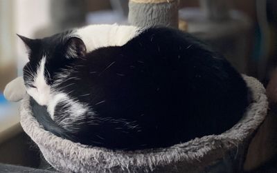 Close-up of cat sleeping at home